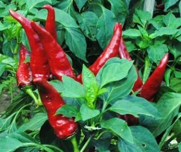 Hungarian Paprika Spice Pepper-Southern Exposure Seeds