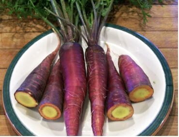 Purple Dragon Carrots-Southern Exposure Seeds