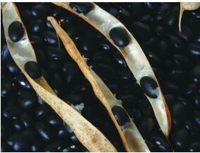 Black Turtle Drying Bush Bean-Southern Exposure Seeds