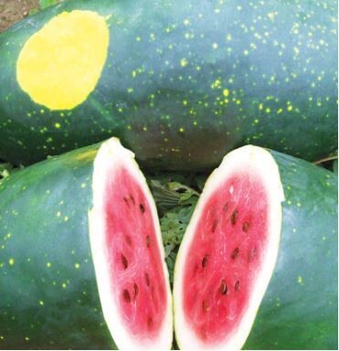 Amish Moon and Stars Watermelon-Southern Exposure Seeds