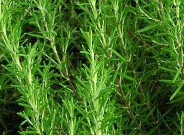 Rosemary-Southern Exposure Seeds