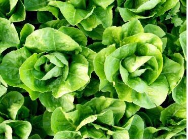Parris Island Cos Lettuce-Southern Exposure Seeds
