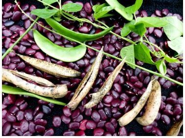 Worchester Indian Red Pole Lima Bean-Southern Exposure Seeds