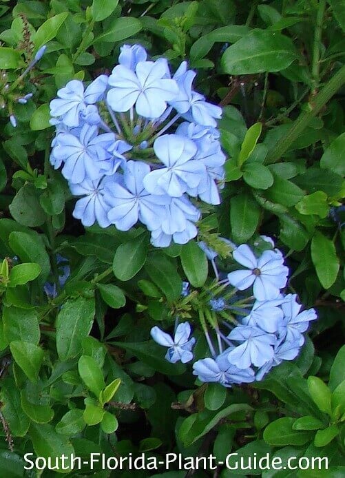 Exotic Plumbago