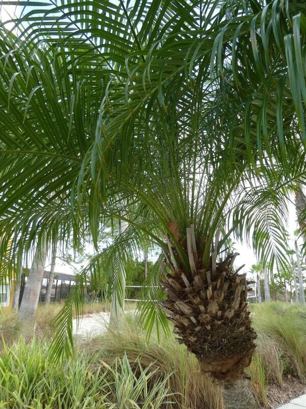 Pygmy Date Palm