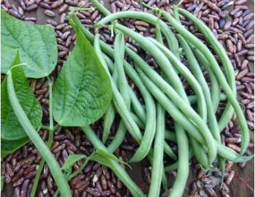 Maxibel French Filet Snap Beans-Southern Exposure Seeds