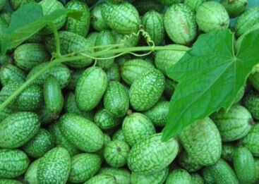 Mexican Sour Gherkin Cucumber-Southern Exposure Seeds