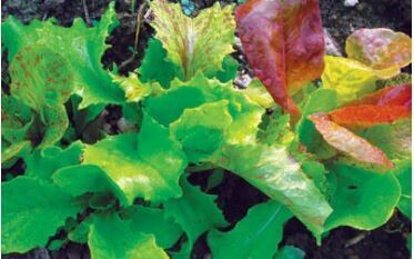 Wild Garden Mix Lettuce-Southern Exposure Seeds