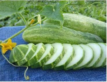 Straight Eights Cucumber-Southern Exposure Seeds