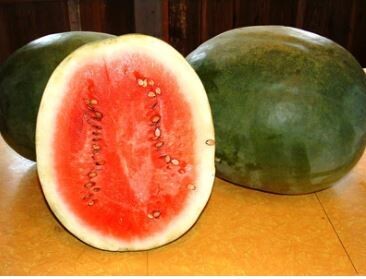 Stone Mountain Watermelon-Southern Exposure Seeds