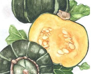 Burgess Buttercup Winter Squash-Southern Exposure Seeds