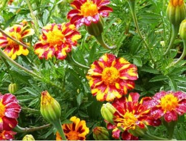 Red Metamorph French Marigold-Southern Exposure Seeds