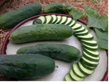 Poinsett 76 Cucumber-Southern Exposure Seeds
