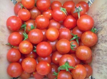 Sugar Cherry Currant Tomato-Southern Exposure Seeds