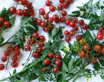 Matt's Wild Cherry Tomato-Southern Exposure Seeds