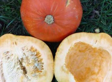 Big Max Pumpkin-Southern Exposure Seeds