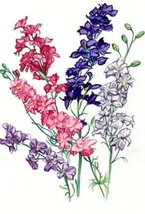 Galilee Mix  Larkspur-Southern Exposure Seeds