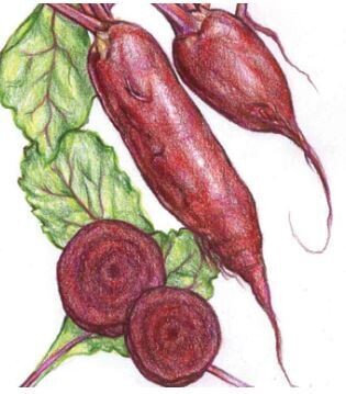Cylindra Beet-Southern Exposure Seeds