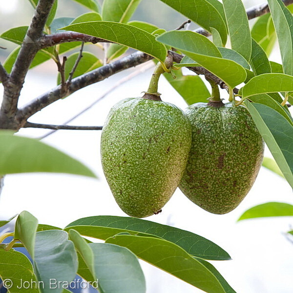 Pond Apple
