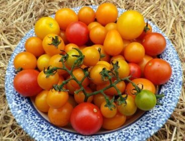Amy's Apricot Mix Cherry Tomato-Southern Exposure Seeds