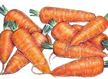 Chantenay Red Core Carrot-Southern Exposure Seeds