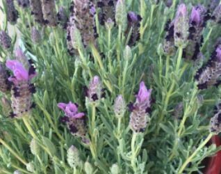 Bandera Lavender