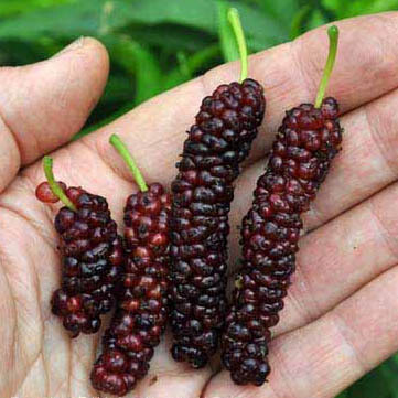 Pakistan Mulberry