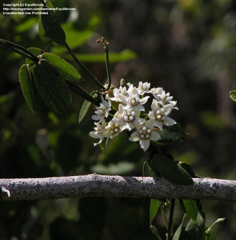 White Twinevine/ Milkvine