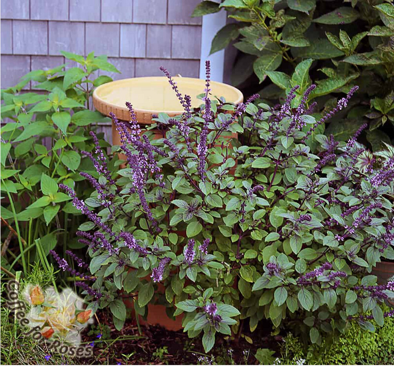 African Blue Basil