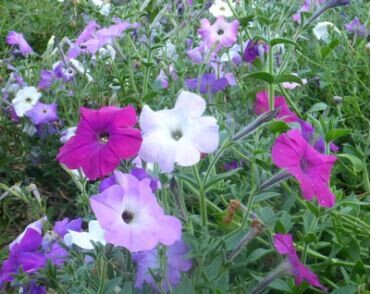Old-Fashioned Vining Petunia-Southern Exposure Seeds