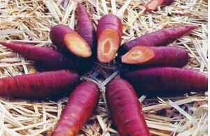 Cosmic Purple Carrot-Southern Exposure Seeds