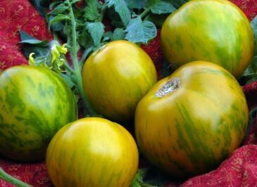 Green Zebra Tomato-Southern Exposure Seeds
