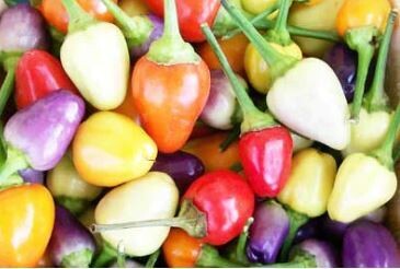 Chinese Five-Color Ornamental Pepper-Southern Exposure Seeds