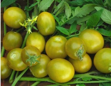 Green Grape Tomato-Southern Exposure Seeds
