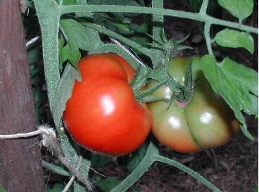 OTV Brandywine Tomato-Southern Exposure Seeds