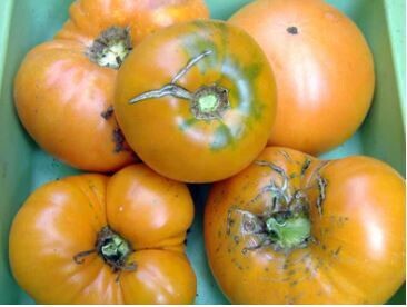 Persimmon Tomato-Southern Exposure Seeds