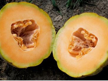 Delicious 51 Muskmelon-Southern Exposure Seeds