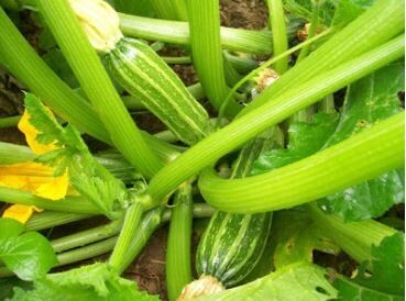 Costata Romanesca Summer Squash- Southern Exposure Seeds