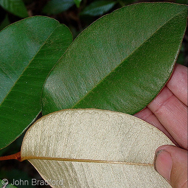 Satinleaf (Satin leaf)