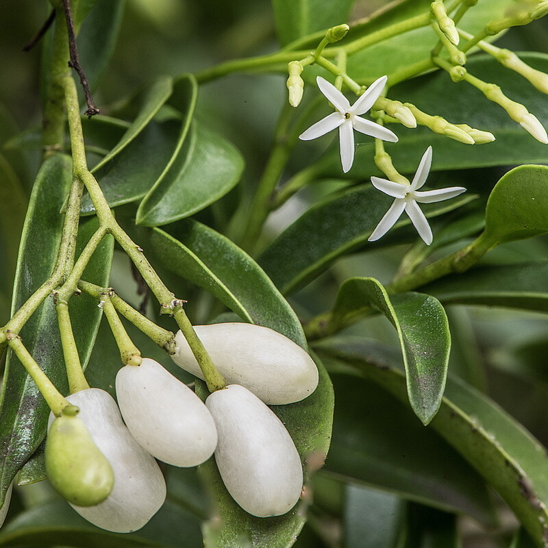 Pearlberry
