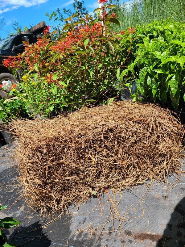 Baled Pine Straw