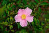 Swamp Rose