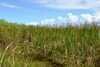 Sawgrass (saw grass)