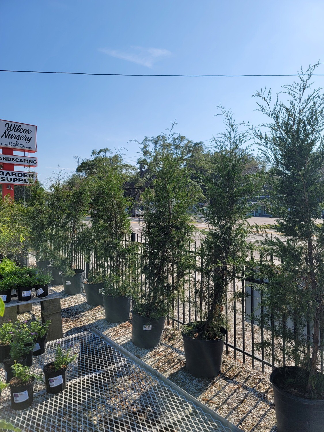 Buy Florida Friendly Plants Largo and St. Petersburg