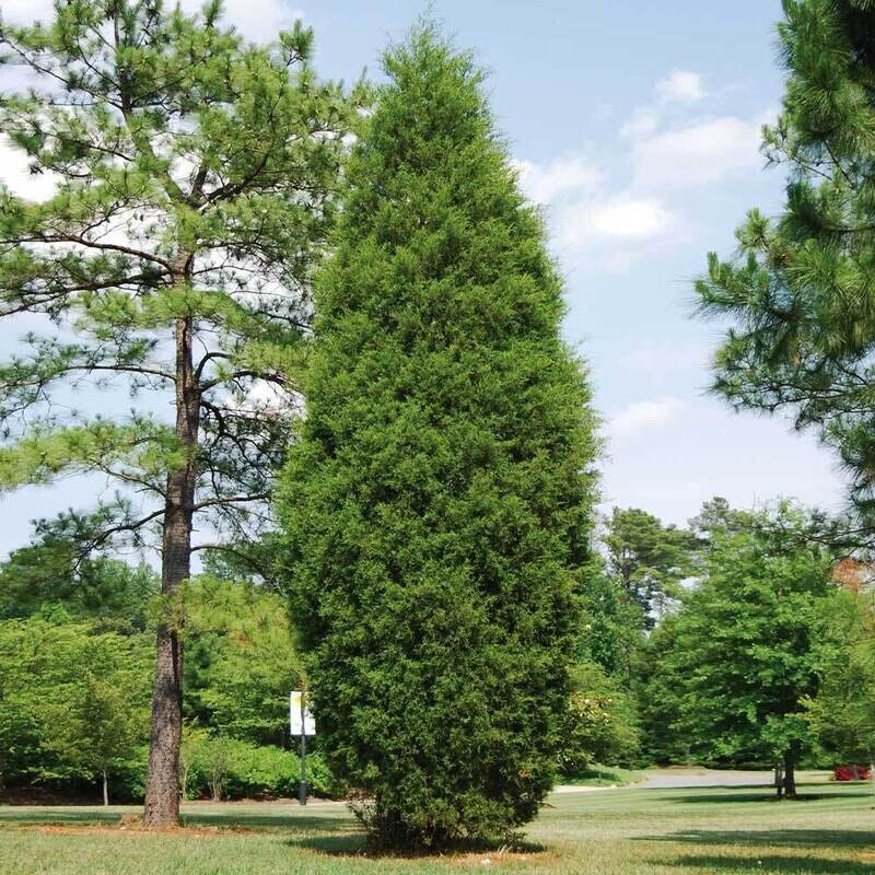 Brodie Juniper Eastern Red Cedar