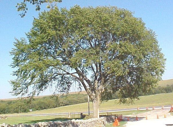 American Elm / Florida Elm