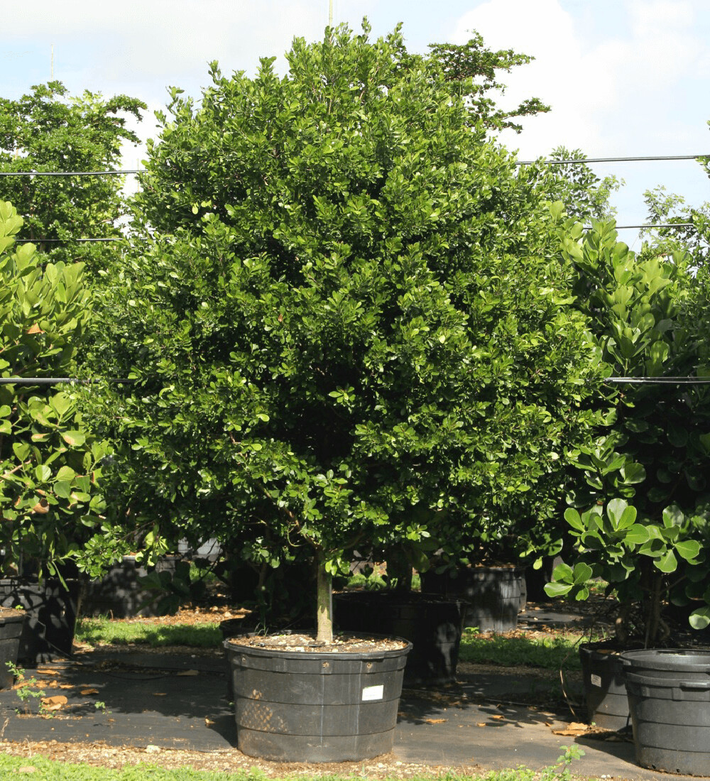 Crabwood