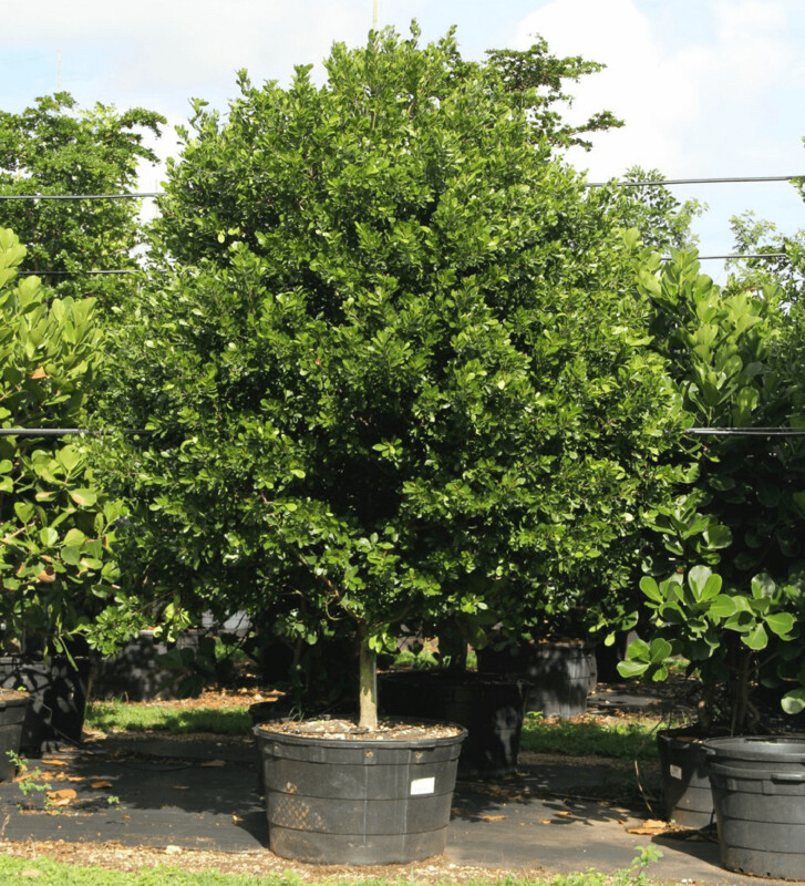 Crabwood