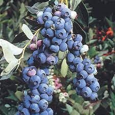 Elliott's Blueberry