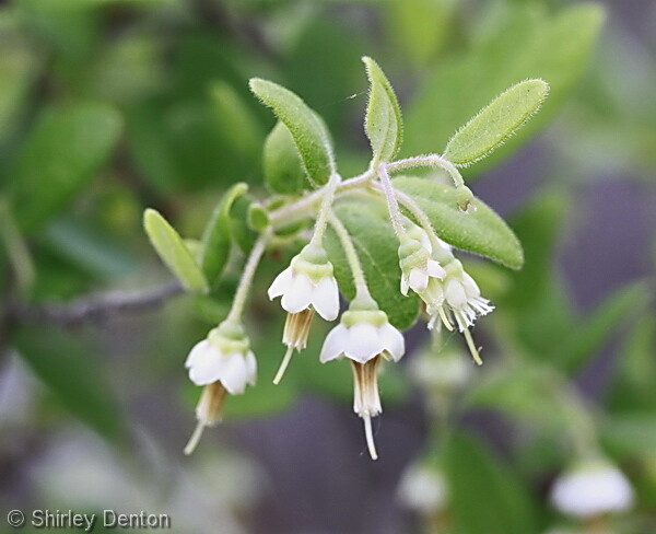Deerberry